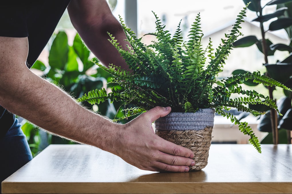 boston fern