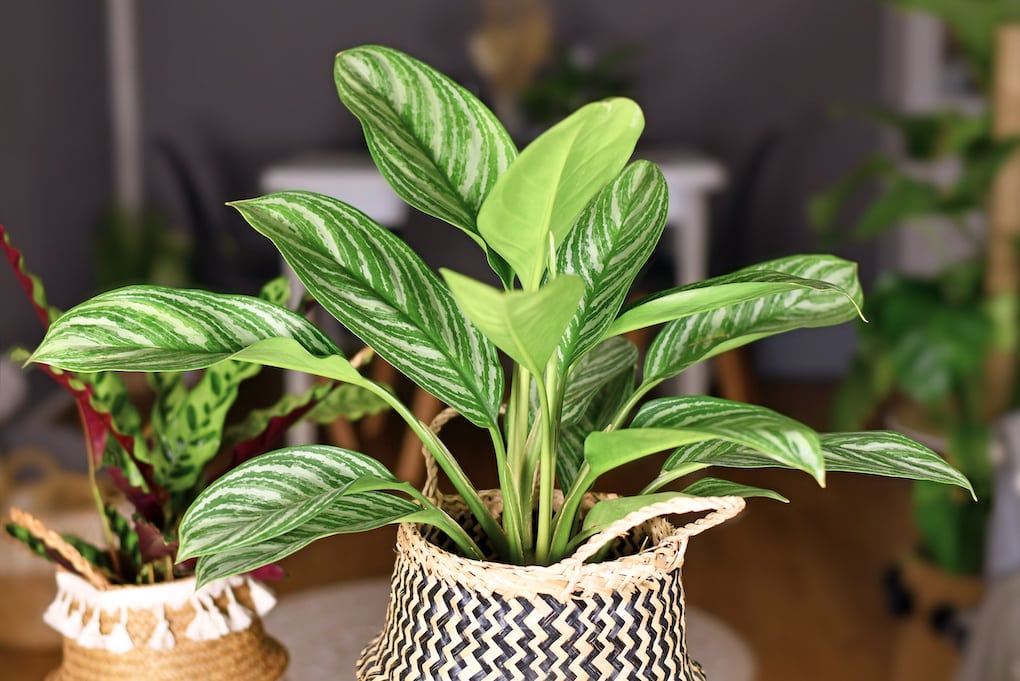 chinese evergreen