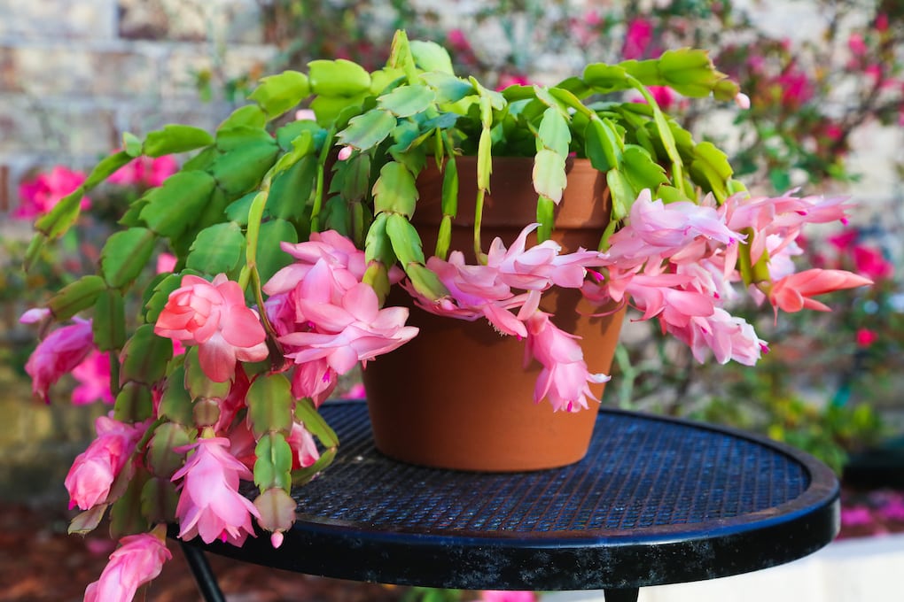 christmas cactus