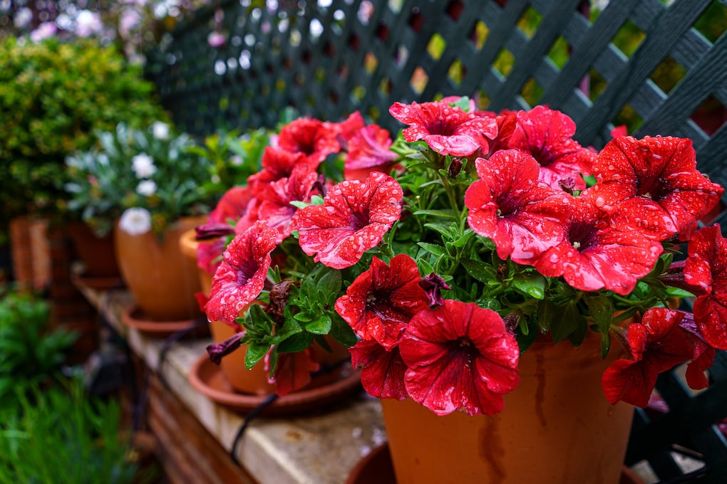 hibiscus plant