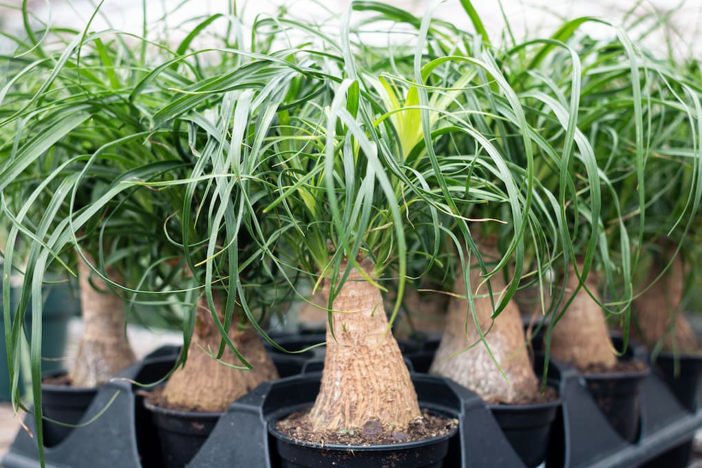 Ponytail Palm