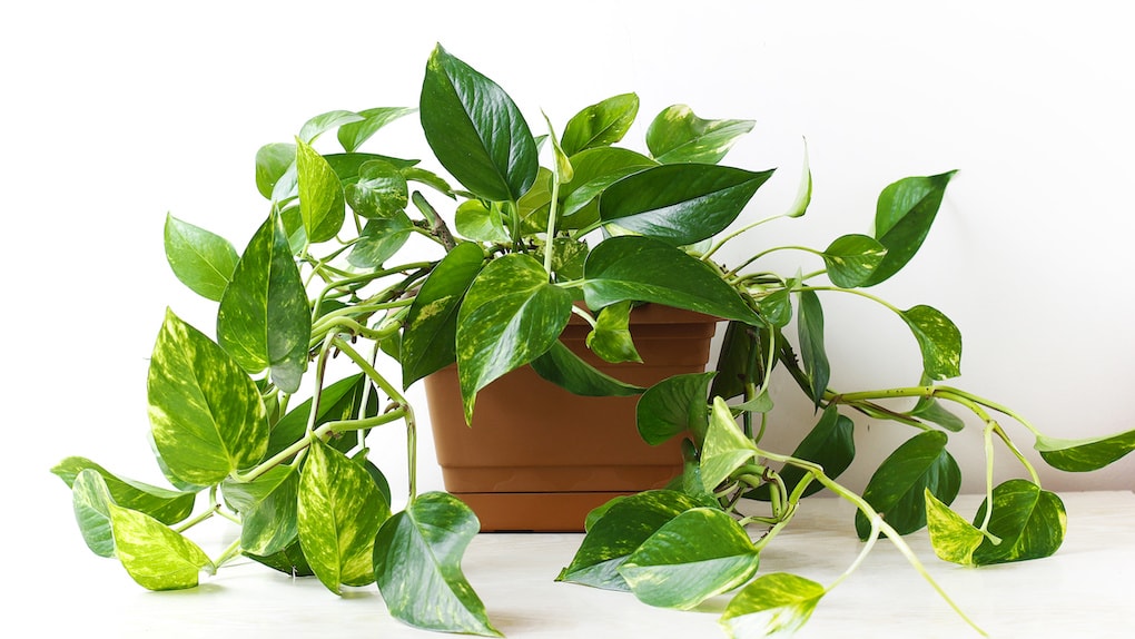 pothos plant