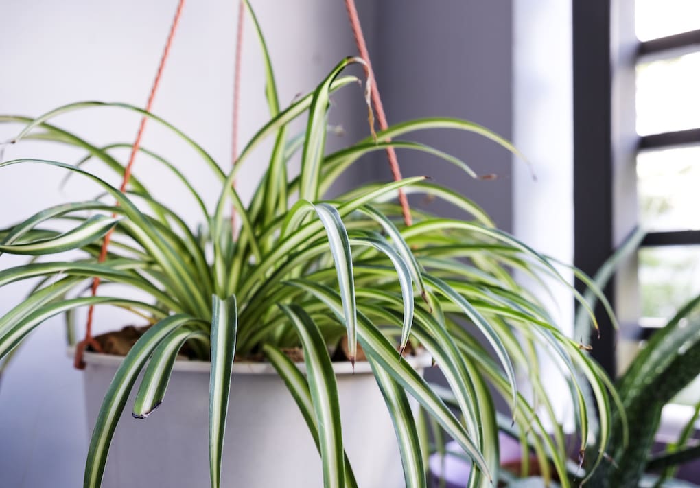 spider plant