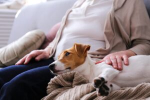 Portrait of elderly woman with jack russell terrier dog.